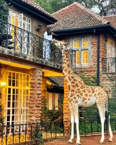 Breakfast With Giraffes at Giraffe Manor Nairobi