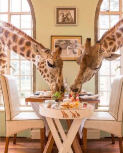 Breakfast With Giraffes at Giraffe Manor Nairobi