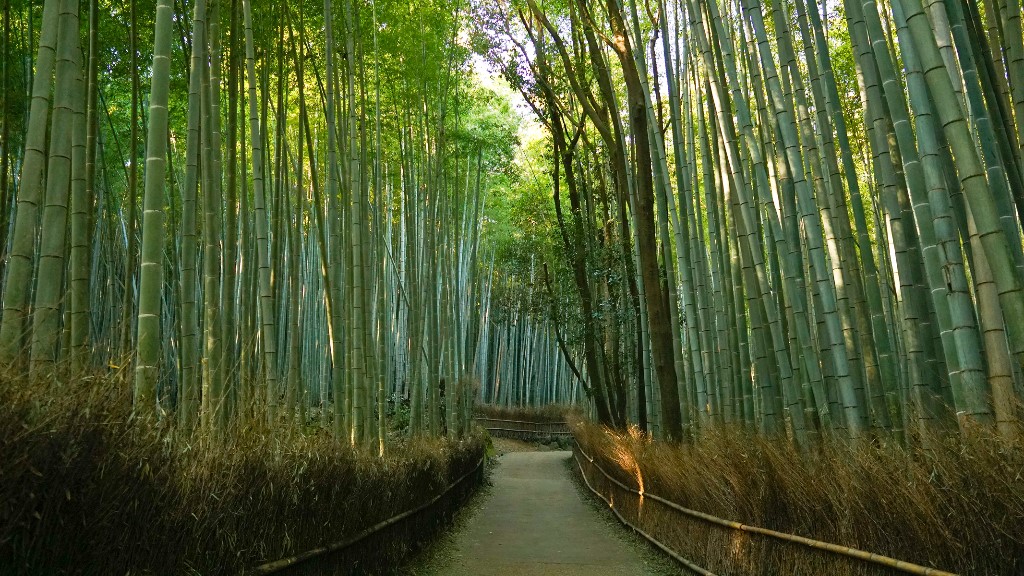 arashiyama bamboo groove bestviews