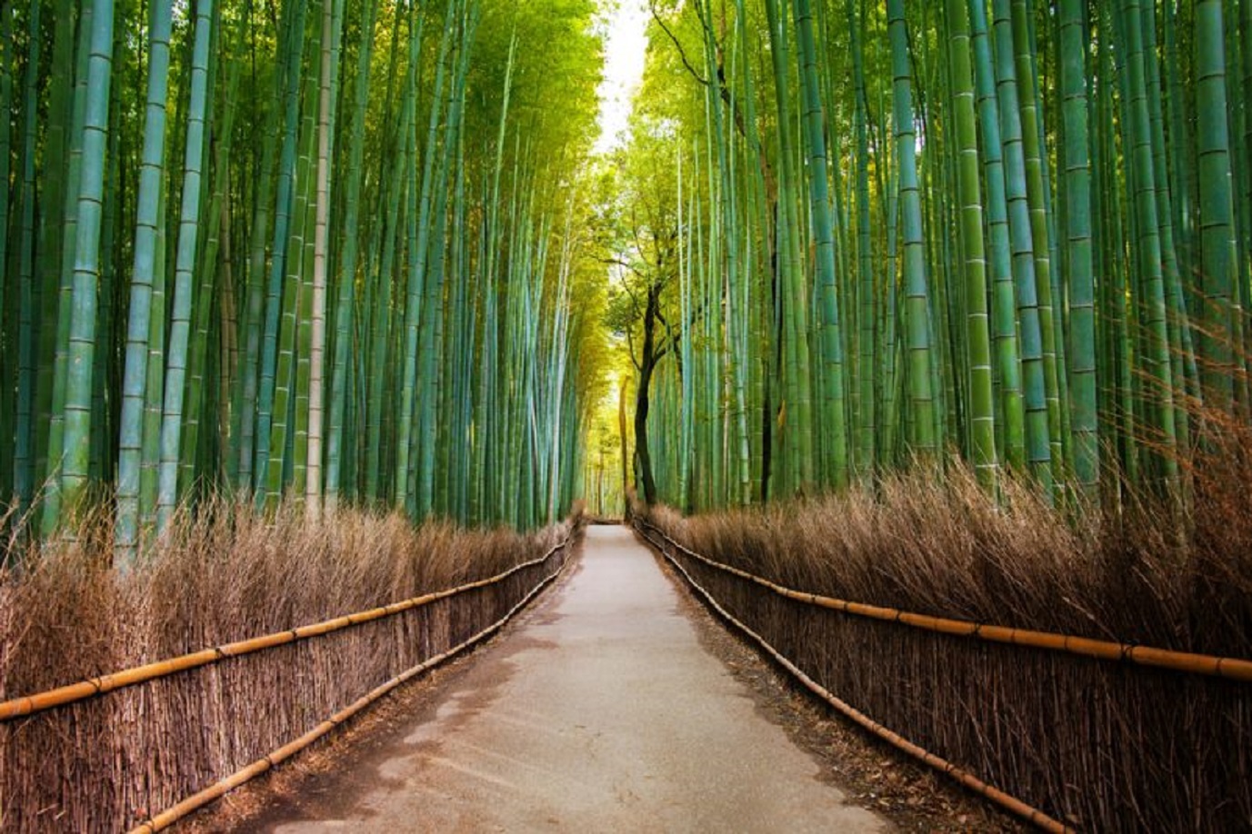 arashiyama bamboo grove kyoto