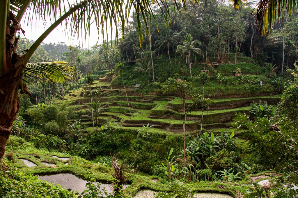 tegalalang rice terrace bestviews